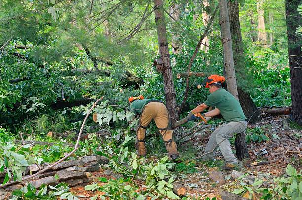 Best Residential Tree Removal  in Williamstown, KY